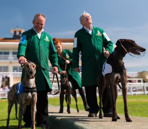 Crowds set to flock to Towcester for Greyhound derby
